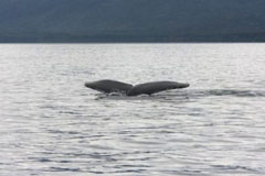 whale tail