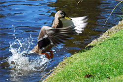 Duck in Flight Taken With DSLR