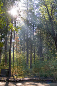 Sunlight Filtering Through Trees
