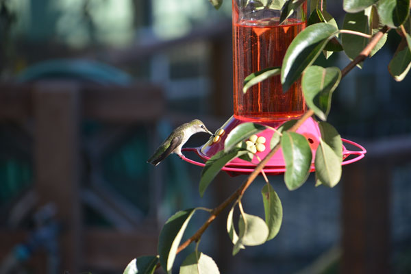 Hummingbird at Feeder